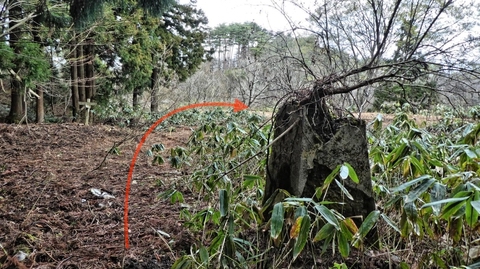 木が生えた謎の石と標識。大池は目の前