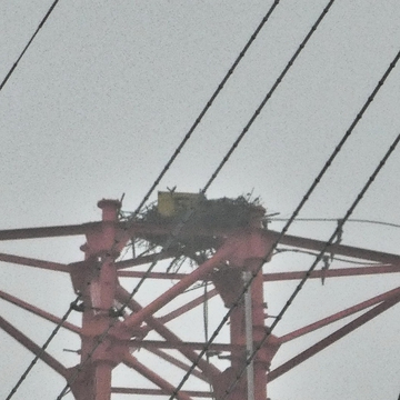 福井火力線5番 第2福井火力線5番 鳥の巣付き