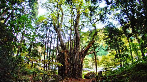 白山神社の大カツラ