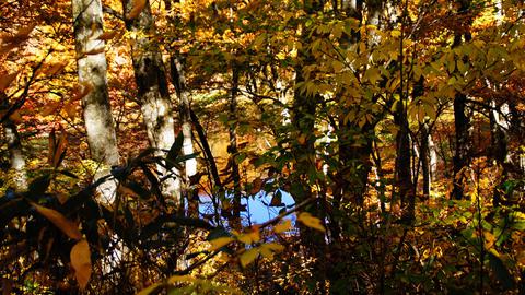 木々の隙間に水面が表れる