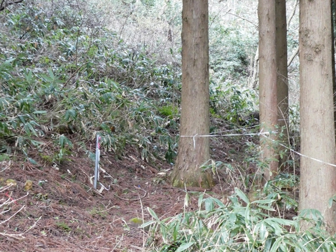 右手の植林沿いに尾根道を辿っていく
