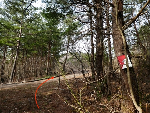 舗装路に出る。山頂はすぐそこ。