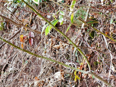 刺さるとかなり厄介な茎。なんだろう