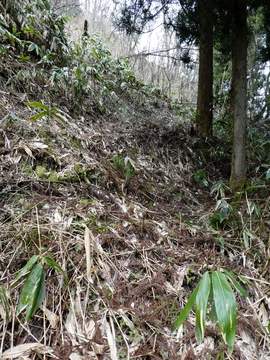 やがて踏み跡もなくなり撤退