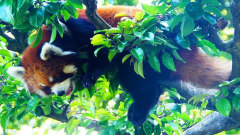 西山公園のレッサーパンダ