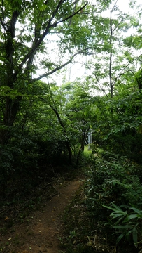 新敦賀変電所南側への巡視路