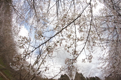 平町千本桜展望台より 中段くらい 