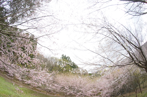 平町千本桜展望台より 桜の海