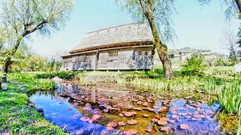 横の蓮池