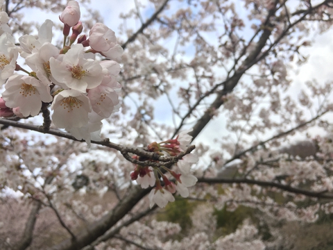 平町千本桜展望台より 下の方は満開