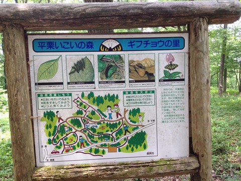 全体図とギフチョウの生態