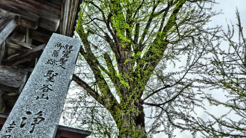 浄永寺の大いちょう