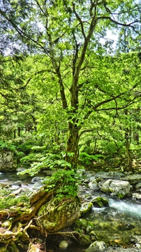 巨石の上に生える木。巨大な盆栽のよう