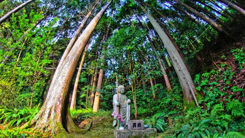 杉林と地蔵様