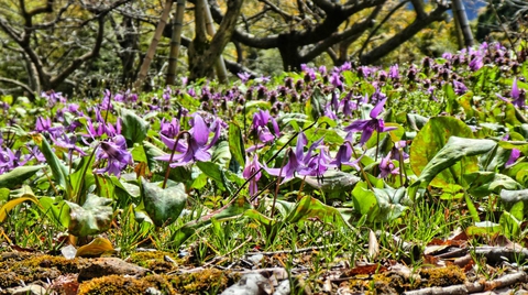 カタクリの群生地4/9でこんな感じでした
