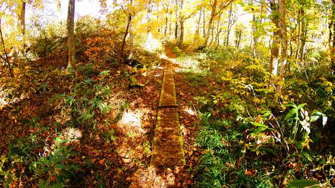 木漏れ日のブナ林を進む