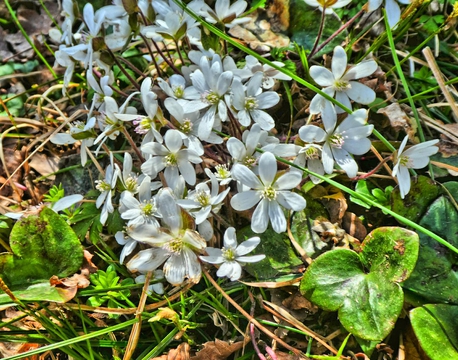 雪割草(ミスミソウ)。三角の葉が特徴