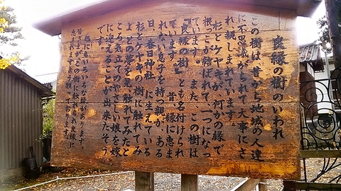 良縁の樹のいわれ