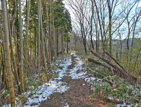 竹林の稜線。すでに車の轍はない
